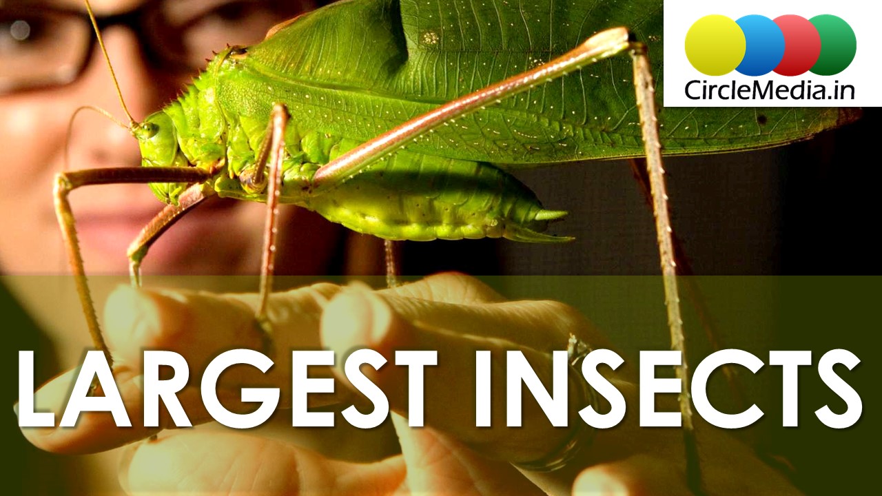 Largest insects in the world | Heaviest Insects in the World | Ugliest Insects | Circle Media